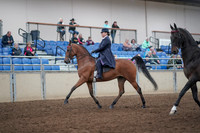 2019 Morgan Horse Show - Aug 31, 2019 - 08473