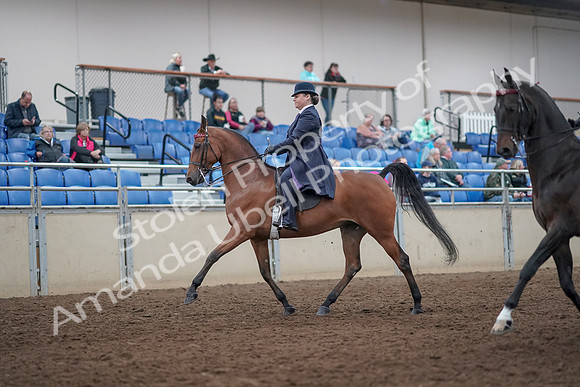 2019 Morgan Horse Show - Aug 31, 2019 - 08473