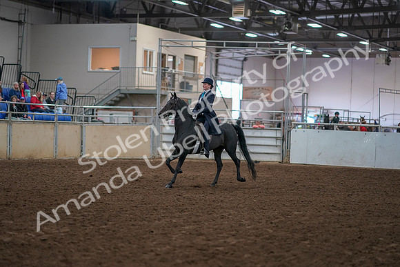 2019 Morgan Horse Show - Aug 30, 2019 - 12154