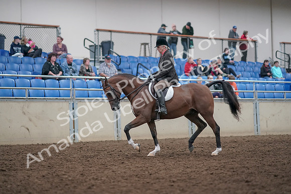 2019 Morgan Horse Show - Aug 31, 2019 - 15953
