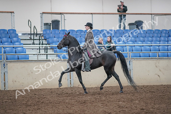 2019 Morgan Horse Show - Aug 31, 2019 - 08513