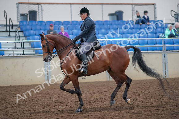 2019 Morgan Horse Show - Aug 30, 2019 - 20569