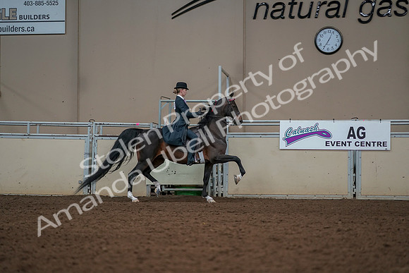 2019 Morgan Horse Show - Aug 30, 2019 - 25260