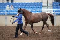 2019 Morgan Horse Show - Aug 31, 2019 - 02921