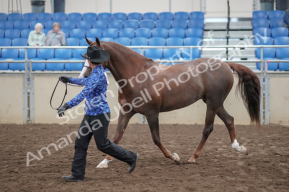 2019 Morgan Horse Show - Aug 31, 2019 - 02921