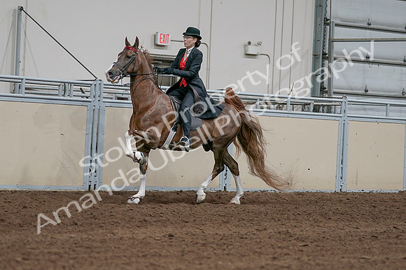 2020 - AB Morgan Horse - Fri, Sept 04 - 09719