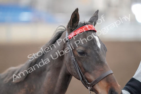2019 Morgan Horse Show - Aug 31, 2019 - 00238