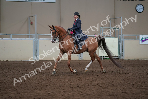 2019 Morgan Horse Show - Sept 01, 2019 - 12121