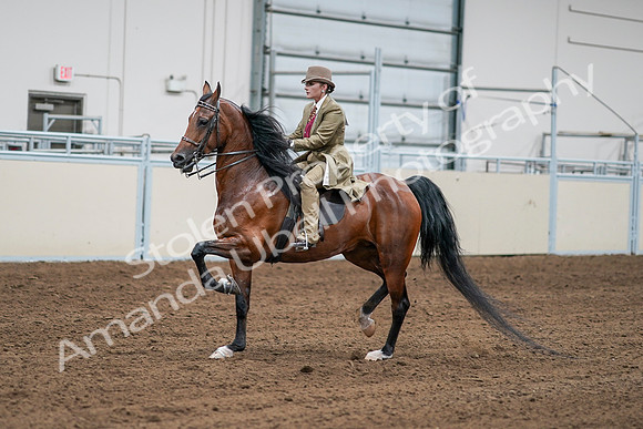 2020 - AB Morgan Horse - Sat, Sept 05 - 08080