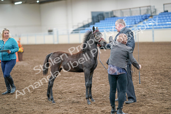 2020 - AB Morgan Horse - Sat, Sept 05 - 00486