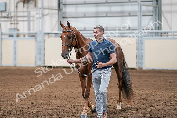 2020 - AB Morgan Horse - Sat, Sept 05 - 00202