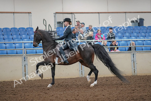 2019 Morgan Horse Show - Aug 30, 2019 - 25014