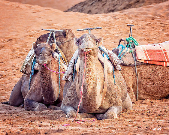 Domestic Animals - 023
