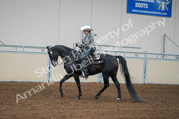 2020 - AB Morgan Horse - Fri, Sept 04 - 03603