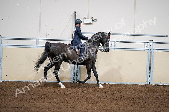 2020 - AB Morgan Horse - Fri, Sept 04 - 03092