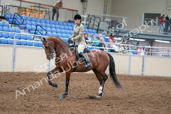 2020 - AB Morgan Horse - Sat, Sept 05 - 14355