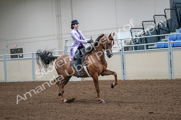 2020 - AB Morgan Horse - Fri, Sept 04 - 05169