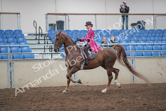 2019 Morgan Horse Show - Aug 31, 2019 - 08756