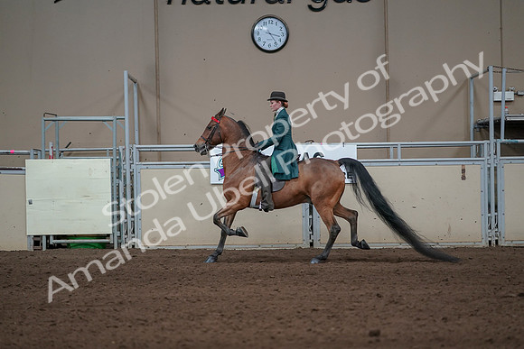 2019 Morgan Horse Show - Sept 01, 2019 - 13199