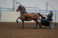 2020 - AB Morgan Horse - Fri, Sept 04 - 01065