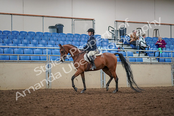 2019 Morgan Horse Show - Aug 30, 2019 - 22243