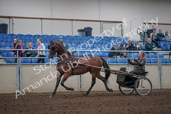 2019 Morgan Horse Show - Aug 31, 2019 - 10271