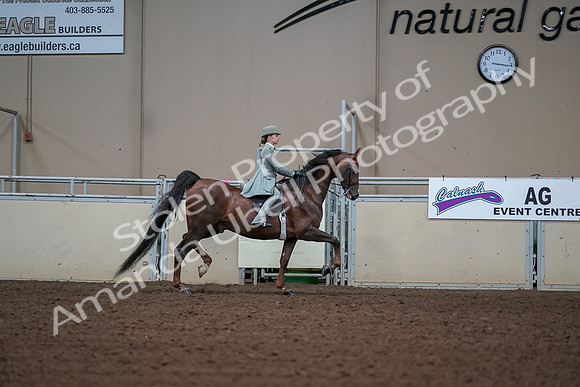 2019 Morgan Horse Show - Aug 30, 2019 - 17937