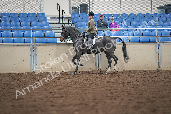 2019 Morgan Horse Show - Aug 30, 2019 - 20286