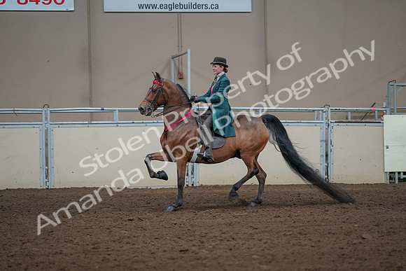 2019 Morgan Horse Show - Sept 01, 2019 - 13476