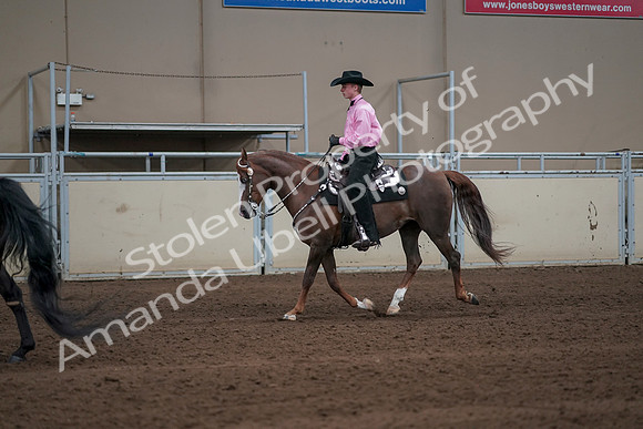 2019 Morgan Horse Show - Sept 01, 2019 - 06996