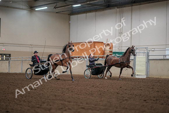 2019 Morgan Horse Show - Aug 30, 2019 - 13389