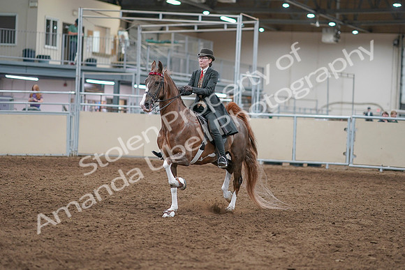2020 - AB Morgan Horse - Sat, Sept 05 - 12947