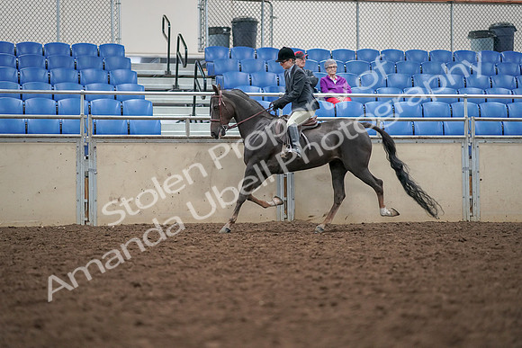 2019 Morgan Horse Show - Aug 30, 2019 - 20422