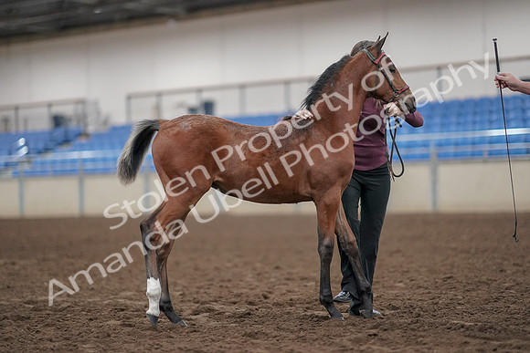 2019 Morgan Horse Show - Aug 31, 2019 - 00457