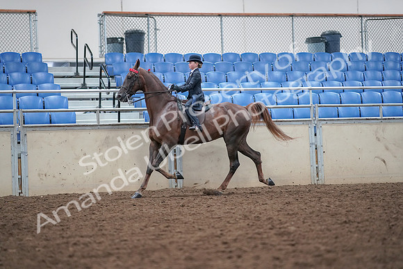 2019 Morgan Horse Show - Aug 30, 2019 - 17918