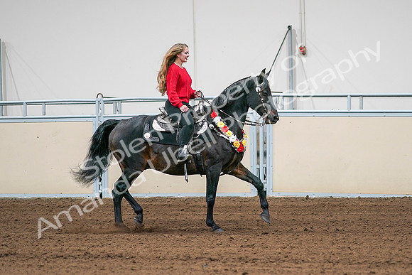 2020 - AB Morgan Horse - Sat, Sept 05 - 10470