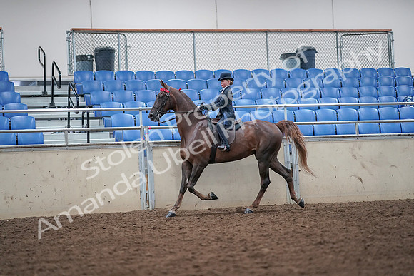 2019 Morgan Horse Show - Aug 30, 2019 - 17826