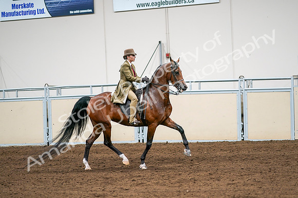 2020 - AB Morgan Horse - Sat, Sept 05 - 08191