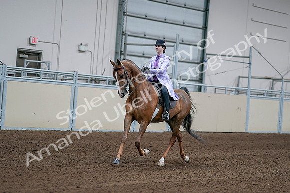 2020 - AB Morgan Horse - Fri, Sept 04 - 05005