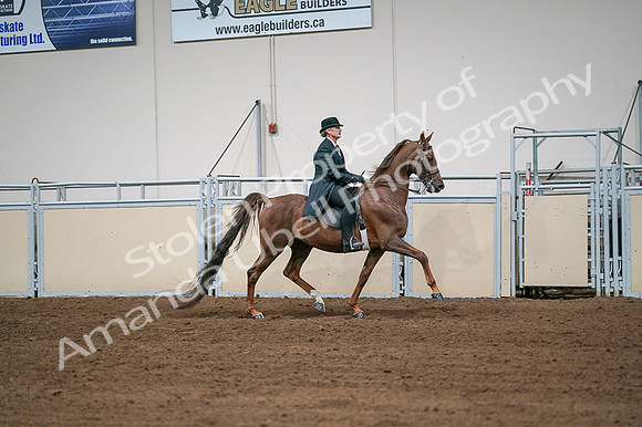 2020 - AB Morgan Horse - Fri, Sept 04 - 08108