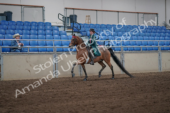 2019 Morgan Horse Show - Sept 01, 2019 - 13156
