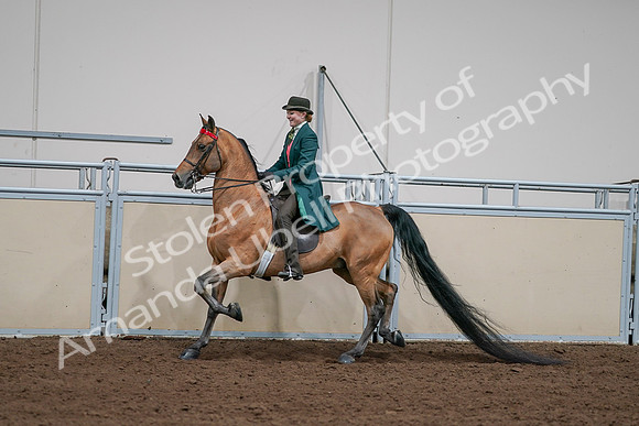 2020 - AB Morgan Horse - Sat, Sept 05 - 13697