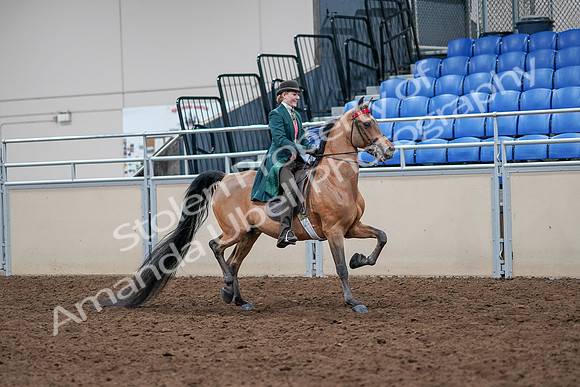 2020 - AB Morgan Horse - Sat, Sept 05 - 13864