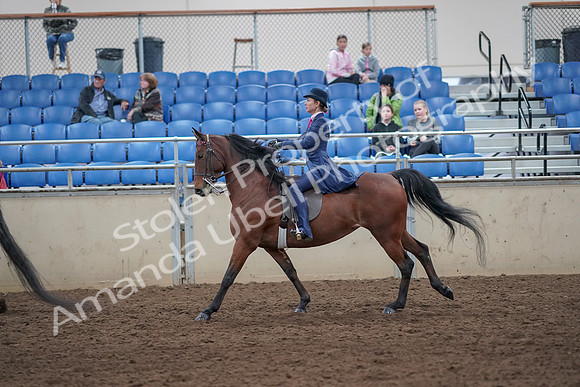 2019 Morgan Horse Show - Aug 31, 2019 - 09463