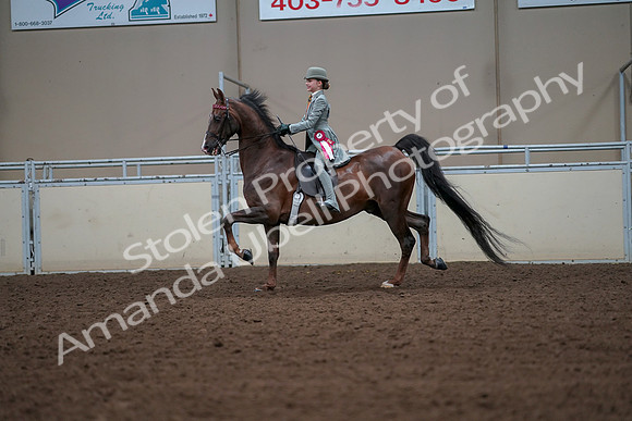 2019 Morgan Horse Show - Aug 30, 2019 - 18252