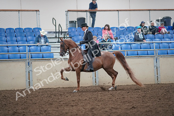 2019 Morgan Horse Show - Aug 31, 2019 - 12180