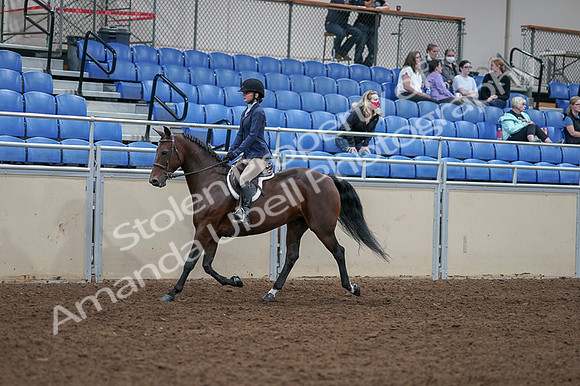 2020 - AB Morgan Horse - Fri, Sept 04 - 05881