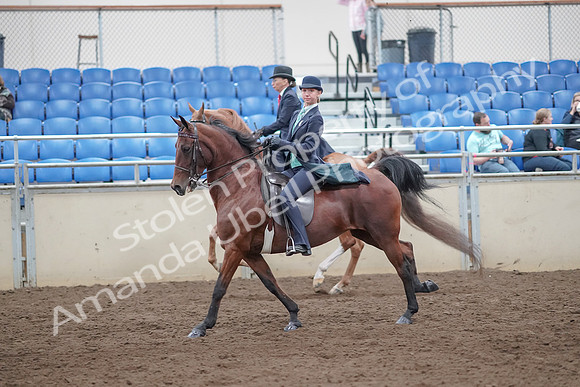 2019 Morgan Horse Show - Aug 31, 2019 - 08816