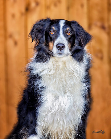 Dogs and Cats - 048
