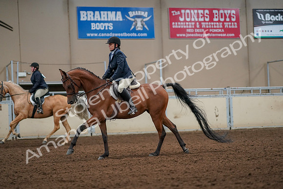 2019 Morgan Horse Show - Aug 30, 2019 - 22437